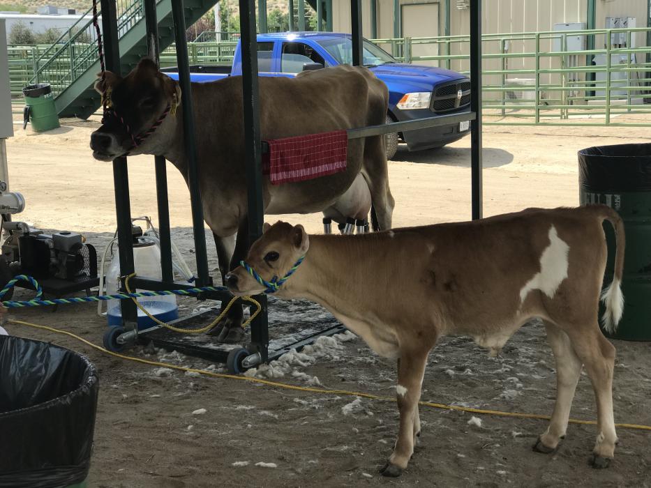 A baby calf waits patiently while her mother is milked Thursday afternoon.