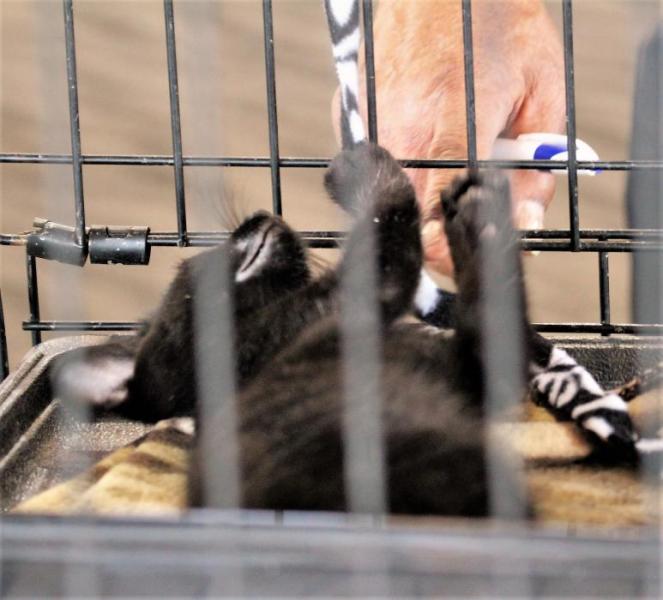Photos by Brett Fisher. A black kitten rolls on its back to play with a visitor's finger Saturday.