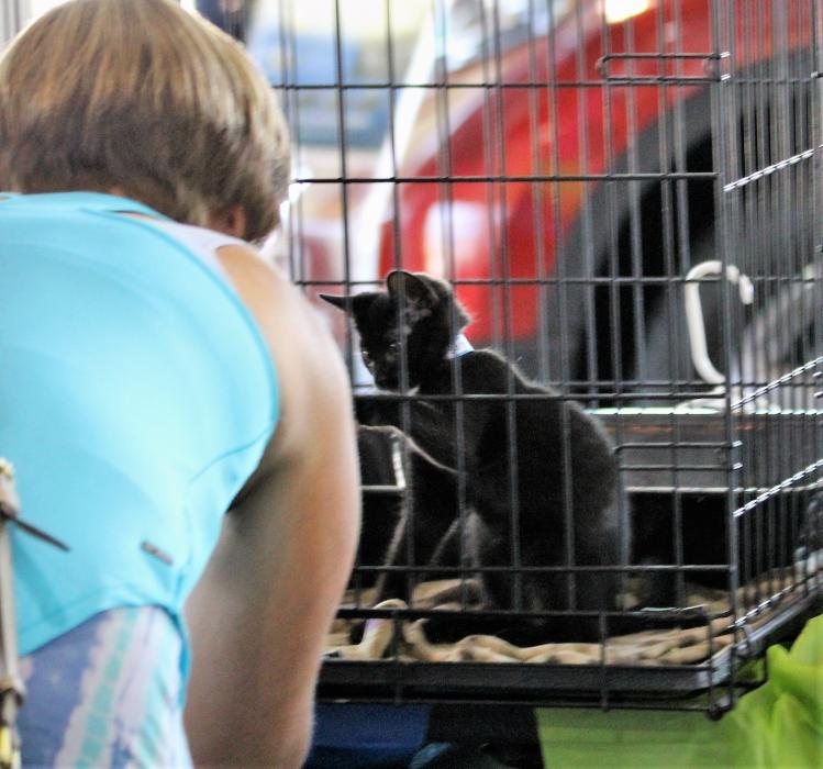 A kitten plays with a visitor Saturday at Michael Hohl Honda.