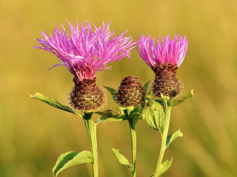 Russian knapweed, courtesy Wikipedia