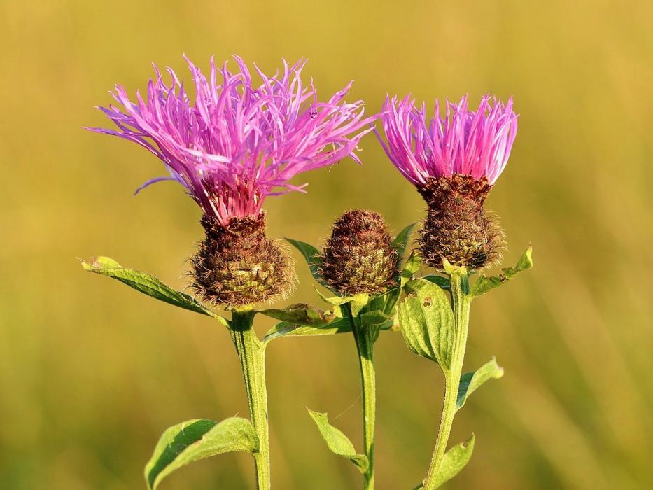 Russian knapweed, courtesy Wikipedia