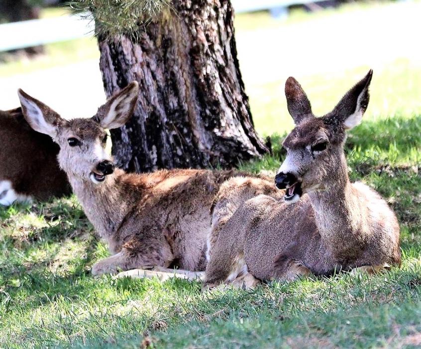 Photo by Brett Fisher. Two does appear to be holding conversation under a tree along Kings Canyon Road in Carson City.
