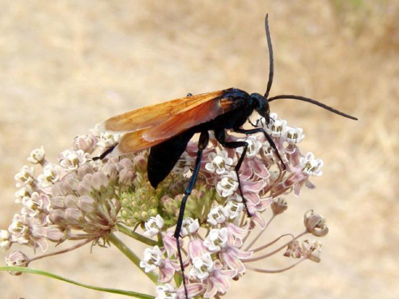 A tarantula hawk is a species of spider wasp which hunts tarantulas.