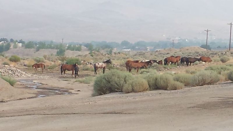 17 horses were rounded up on Tuesday, and another is planned for Friday. Photo by Jennifer Dowdle McAviney