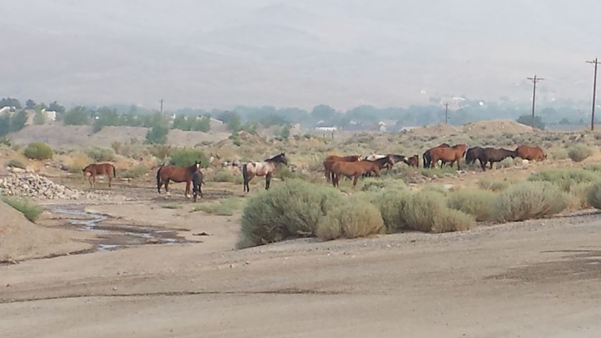 17 horses were rounded up on Tuesday, and another is planned for Friday. Photo by Jennifer Dowdle McAviney