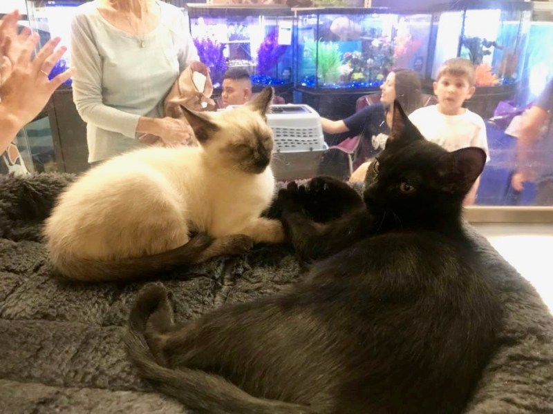 Monthly adoptions at PetSmart are hosted by the Carson-Tahoe SPCA.