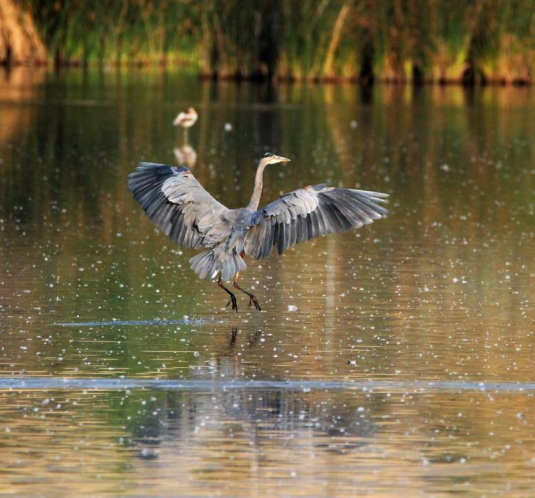 A Great Blue Heron lands in a retention pond between I-580 and the water treatment facility in East Carson City.
