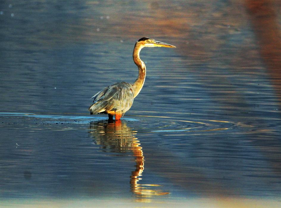 A Great Blue Heron waits patiently to snag breakfast from the water.