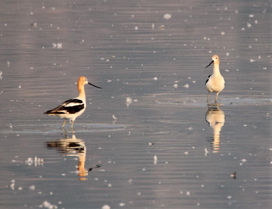 Shore birds hunt for an insect breakfast Saturday morning.