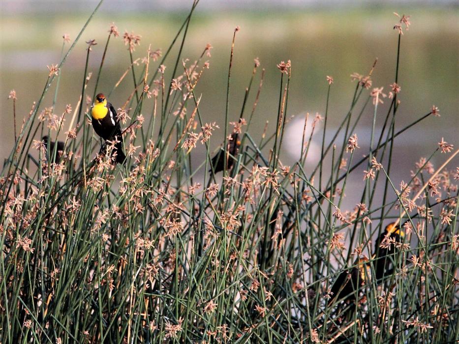 A yellow-headed black bird.