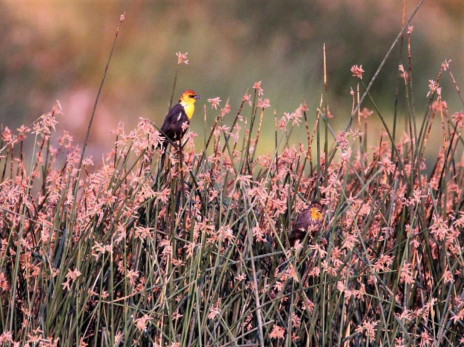 A yellow-headed black bird.