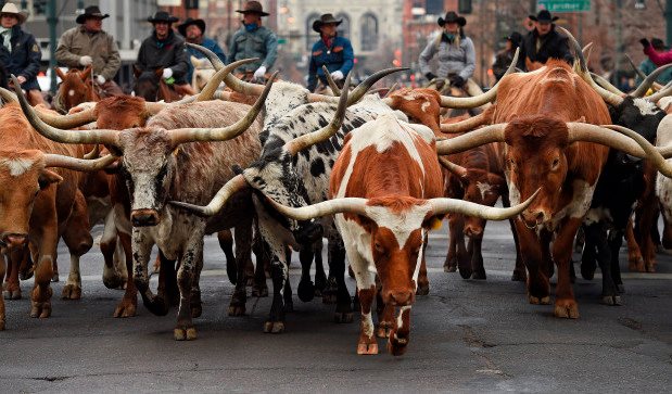 After 40 years, the Virginia City cattle drive is back.