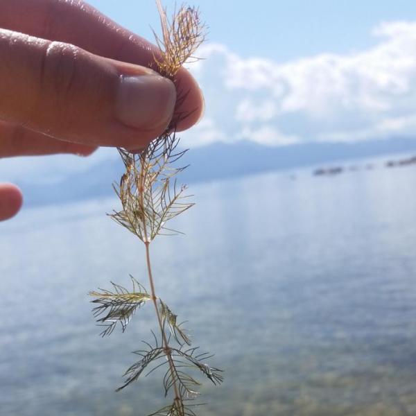 Efforts include fighting Eurasian watermilfoil. Photo courtesy of Keep Tahoe Blue.