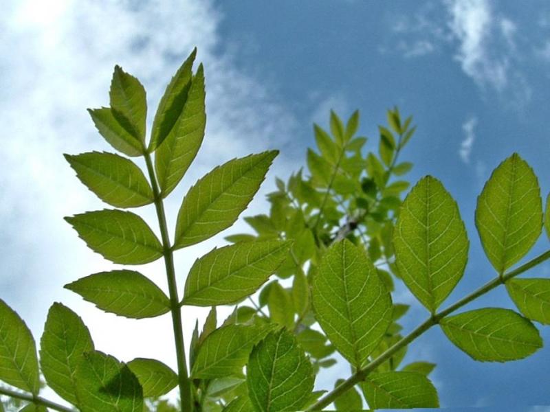 Healthy ash tree leaves, courtesy Wiktionary.org