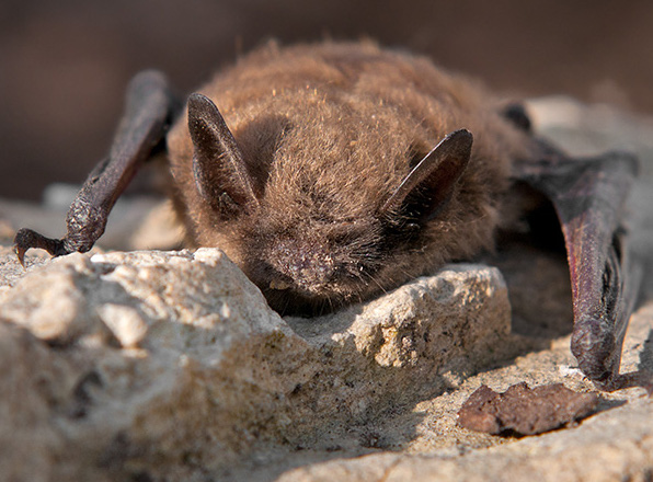 A Brown Myotis Bat. Photo by Nevada Department of Wildlife