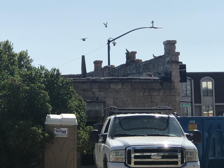 The pigeons are being captured and relocated, far away from the historic bar.