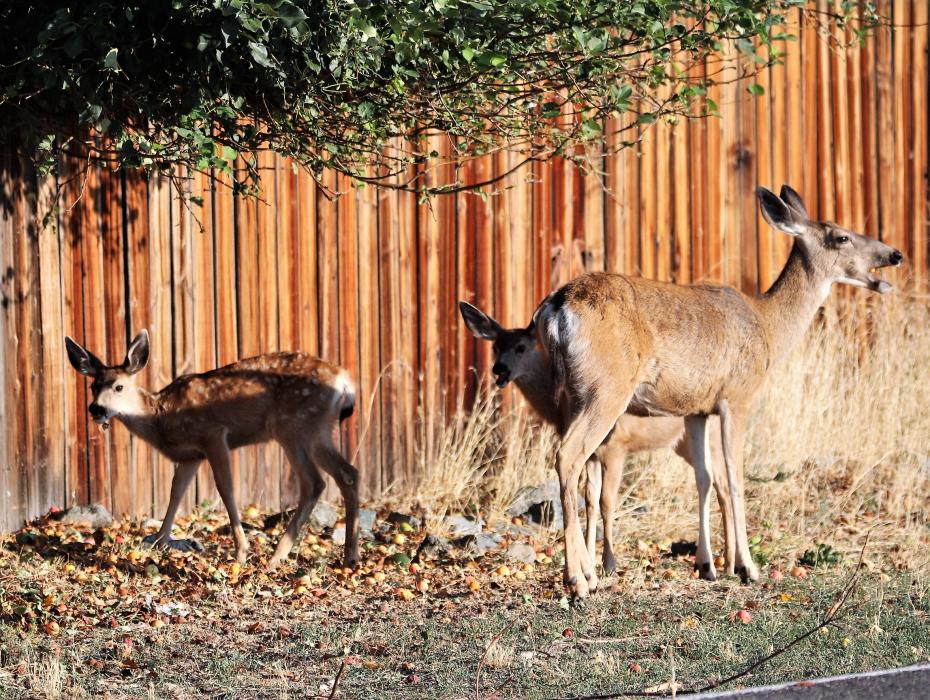 A Mule deer family feasts on fallen apples from a tree along N. Ormsby Blvd. Saturday morning.