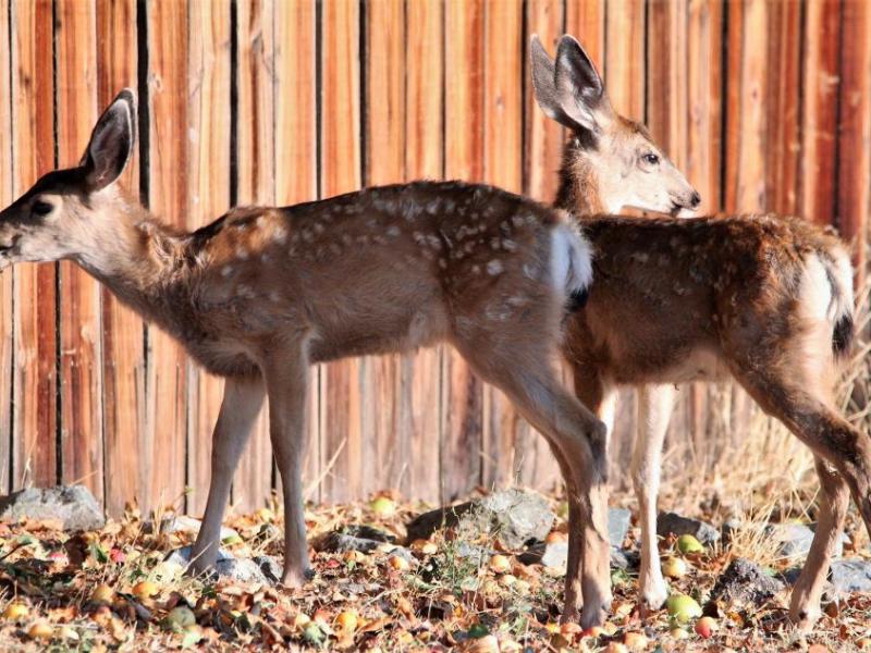 Photos by Brett Fisher. Twin Mule deer fawns feast on fallen apples from a tree along N. Ormsby Blvd. Saturday morning.