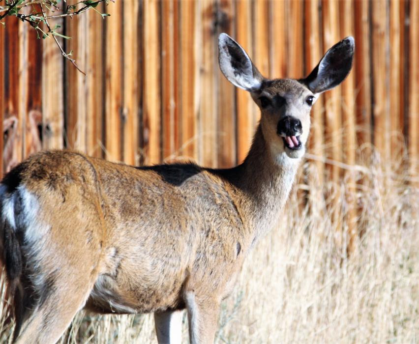 A mother Mule deer doe chews on an apple, ever watchful of her twin fawns feasting nearby along N. Ormsby Blvd.