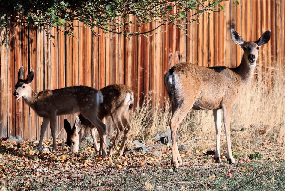 A Mule deer family feasts on fallen apples from a tree along N. Ormsby Blvd. Saturday morning.