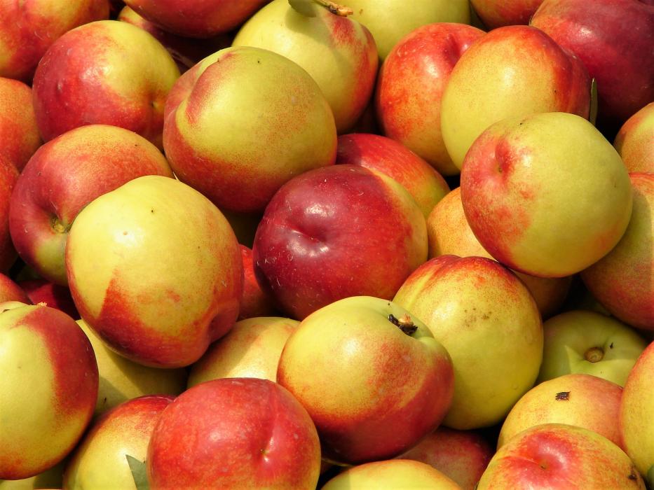 Nectarines, without the fuzz, essentially mutated themselves from peaches. Photo courtesy Wikimedia.