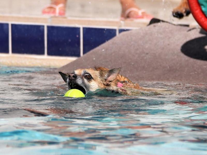 Photos by Brett Fisher. Dogs of all sizes took to the Carson City Aquatic Facility's outdoor pool Saturday.