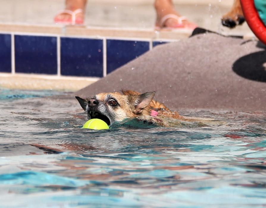 Photos by Brett Fisher. Dogs of all sizes took to the Carson City Aquatic Facility's outdoor pool Saturday.