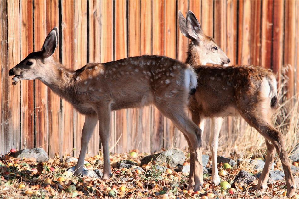 Photos by Brett Fisher. Mule deer fawns munch on apples along N. Ormsby Blvd in Carson City.