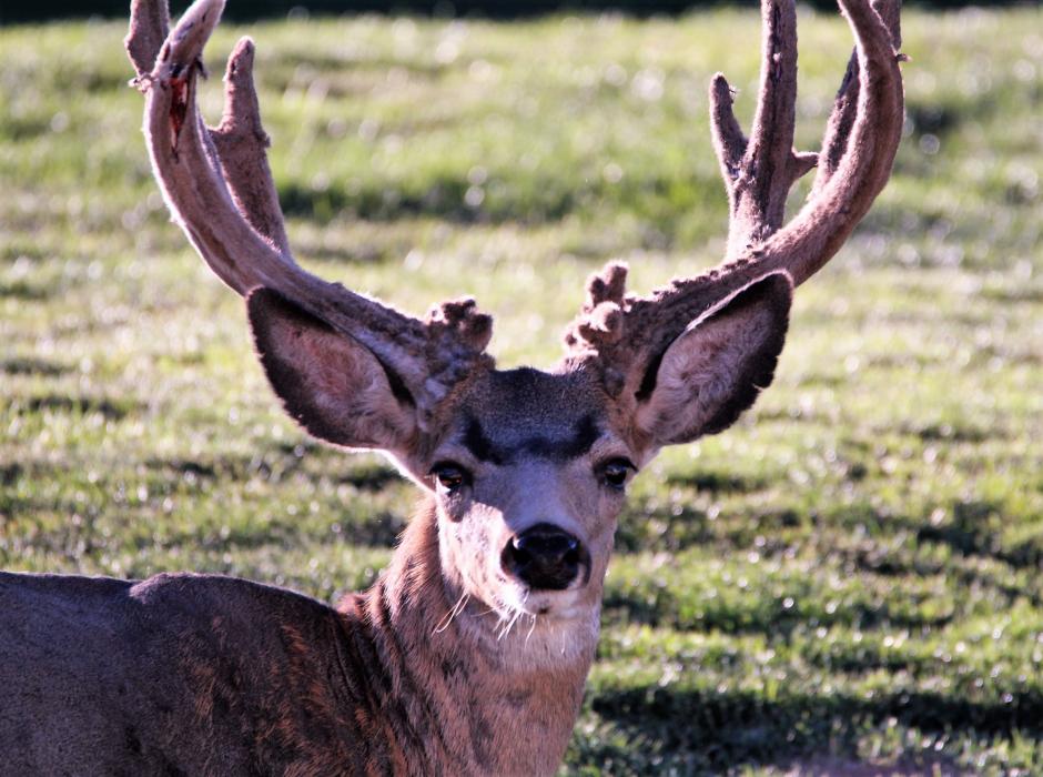 A large mule deer buck on Silver Oak Golf Course in Carson City.