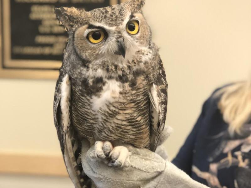 A Great Horned Owl was brought to the state's conservation office in Carson City as part of an employee fundraising effort.