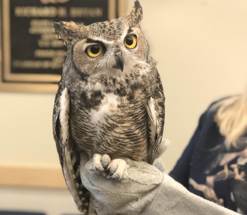 A Great Horned Owl was brought to the state's conservation office in Carson City as part of an employee fundraising effort.