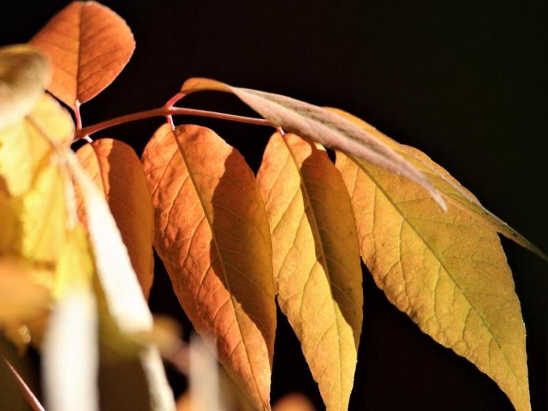 Photos by Brett Fisher. Leaves turn from green to orange in Carson City's historic west side neighborhood.
