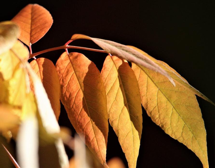 Photos by Brett Fisher. Leaves turn from green to orange in Carson City's historic west side neighborhood.