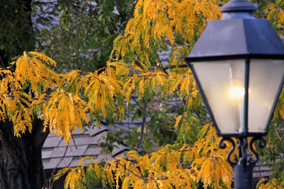 A street light is framed by fall colors in front of Carson City Art Gallery and Pottery.