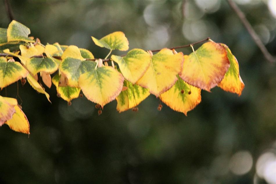 Leaves transition from green to yellow on a tree in Carson City's historic west side neighborhood.