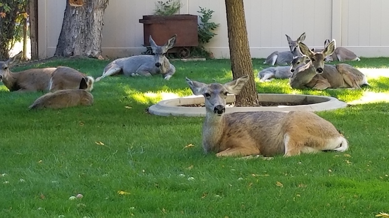 Deer of all ages have been wandering, resting and eating. Photo by By Monica Sigala