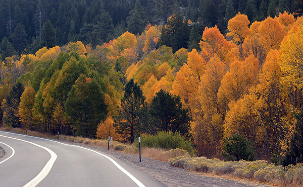 A morning drive along Highway 88 in the fall provides spectacular scenery. Tahoe Onstage photos by Tim Parsons