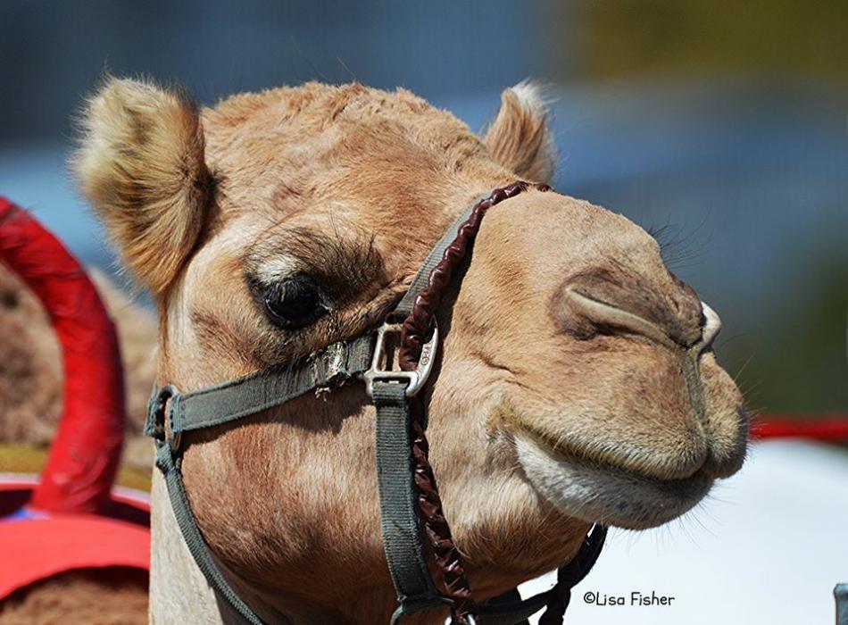 A camel gives rides to ticketholders at the 2016 International Camel and Ostrich Races.