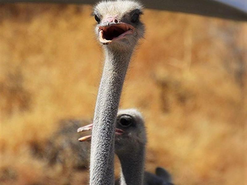 Photos by Lisa Fisher. Ostriches wait for their turn to race at the 2016 International Camel and Ostrich Races.