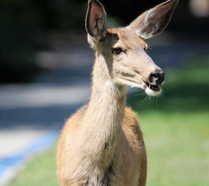 Photos by Brett Fisher. A mule doe watches the Wine Walk along the Blue Line Trail in downtown Carson City Saturday.