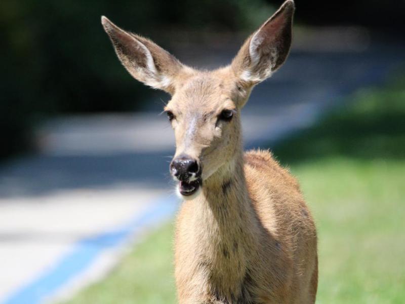 A mule doe minds her own business amidst the Wine Walk in downtown Carson City Saturday.