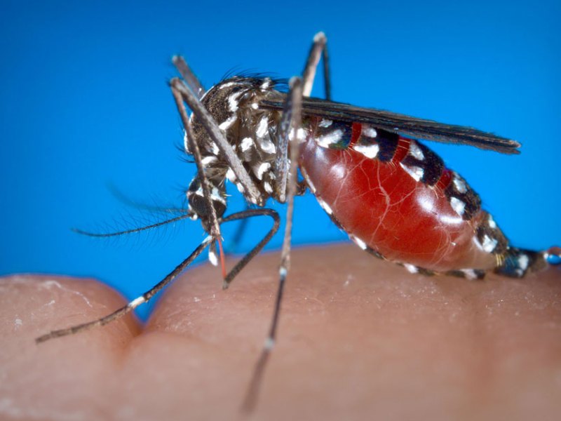 Health officials confirmed the first West Nile Virus case of 2018 in the Carson City, Douglas County area.