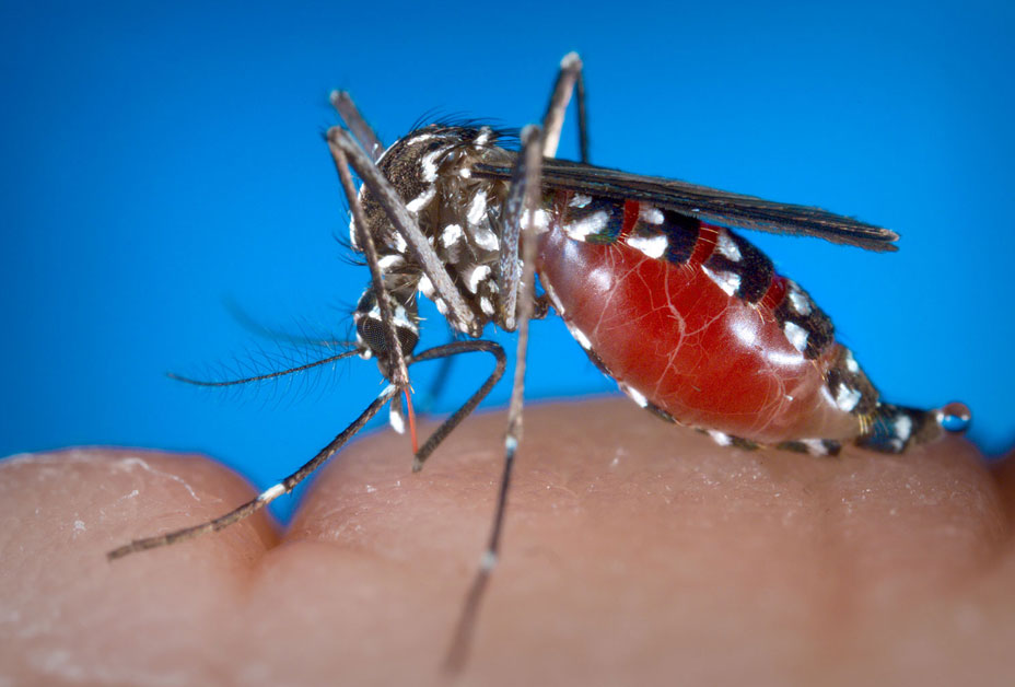 Health officials confirmed the first West Nile Virus case of 2018 in the Carson City, Douglas County area.