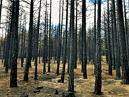Photo by Brett Fisher. A stand of forest burned by the Little Valley Fire in Washoe Valley in October 2016.