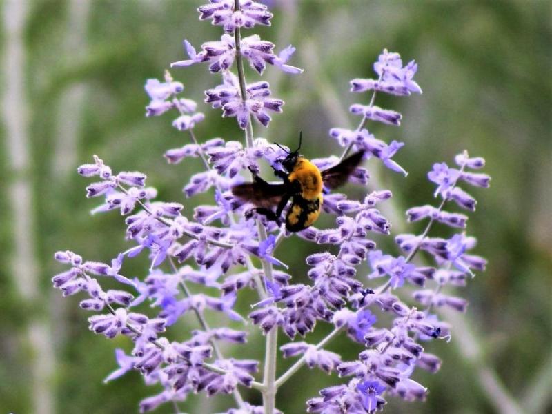 Photo by Brett Fisher. A bumble bee gathers from a lavender bush along Arrowhead Drive in Carson City.