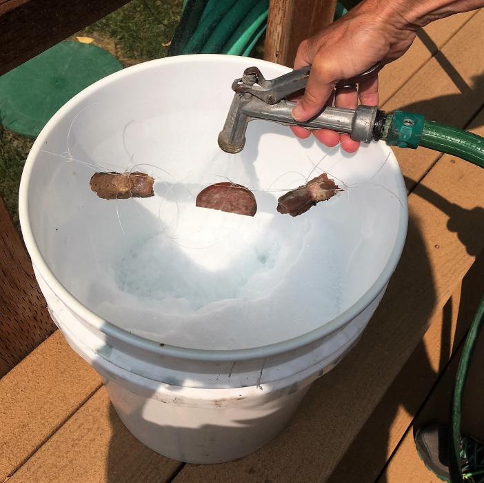 Filling a trap with water, photo by JoAnne Skelly.