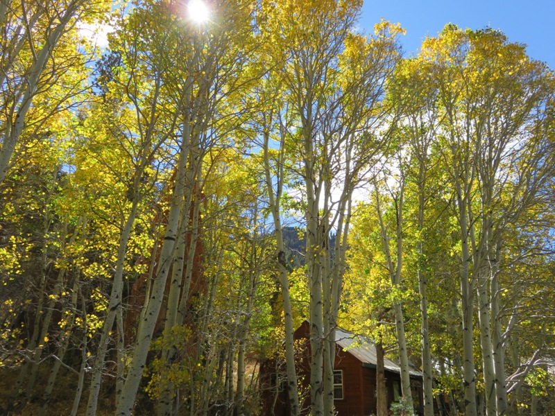The aspens are quaking around Lake Tahoe, Hope Valley and Sierra. Photo by Elaine Quilici