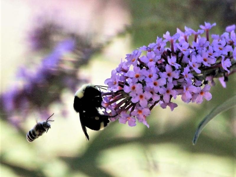 Photo by Brett Fisher. A Bumble Bee draws nectar from a butterfly bush while a smaller bee buzzes nearby.