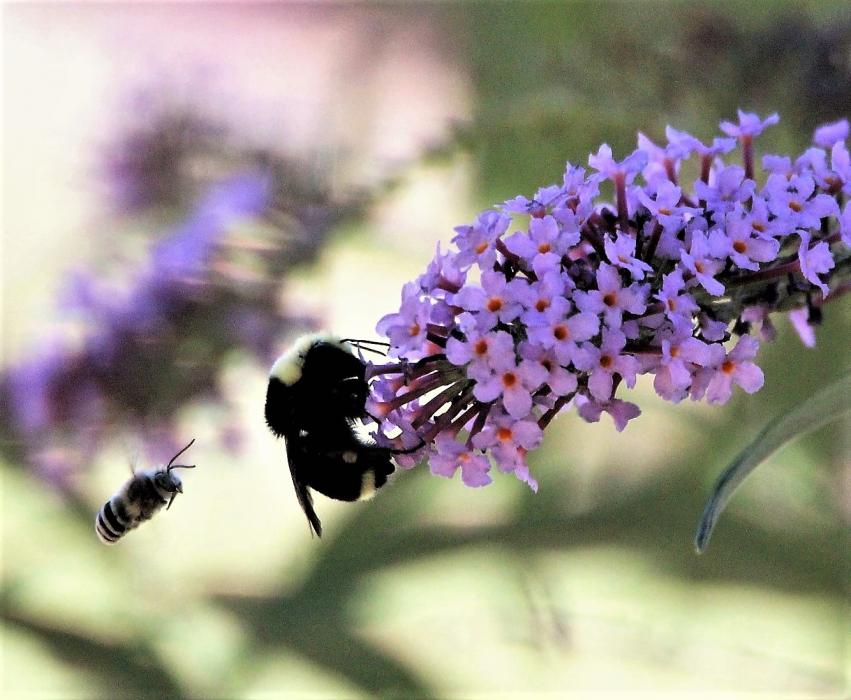 Photo by Brett Fisher. A Bumble Bee draws nectar from a butterfly bush while a smaller bee buzzes nearby.