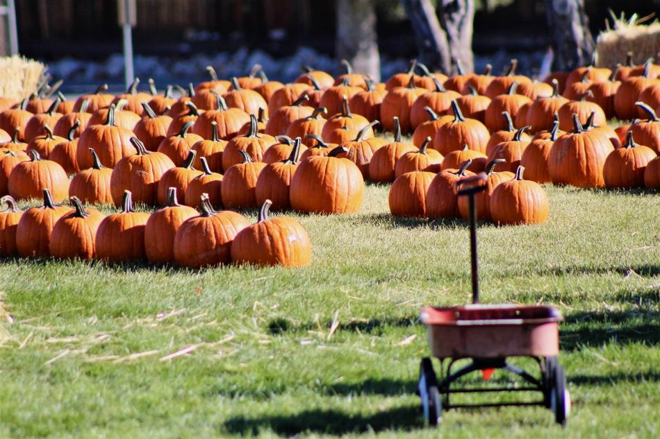 Photo by Brett Fisher. A red wagon in the foreground of hundreds of pumpkins arranged at Seeliger Elementary School.